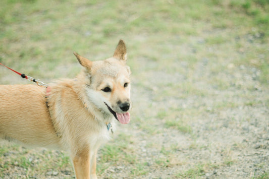 犬のエイジングケアは何歳から？老化のサインと知っておくべき基本ケア