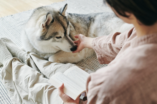 犬が下痢をしやすい原因は？毎日の食事で気をつけたいポイント