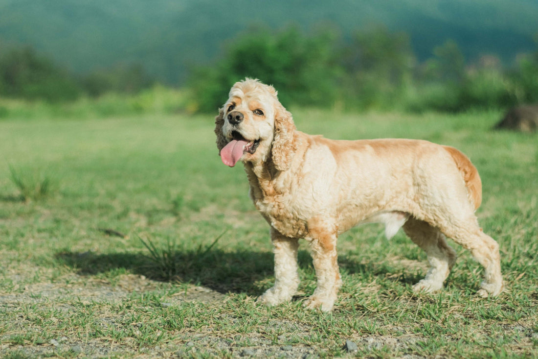 愛犬の飲水量は足りている？水分不足の原因と生食による水分補給の考え方