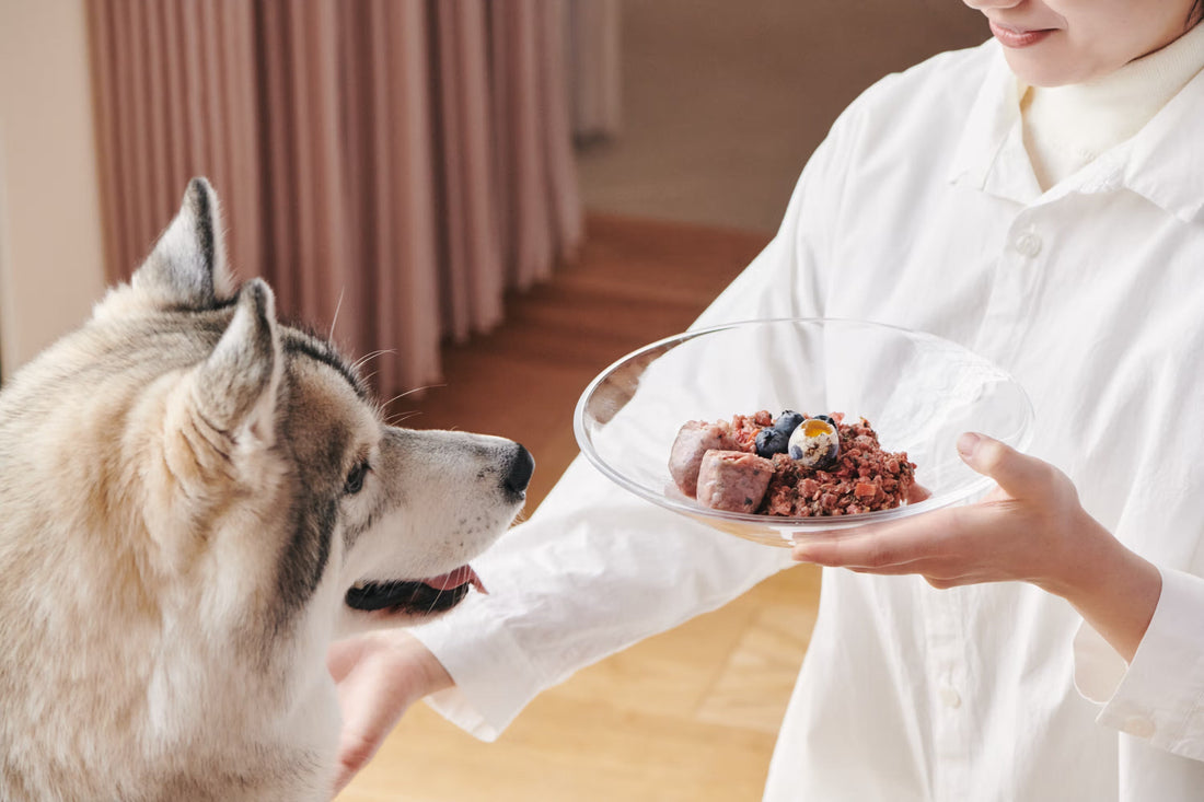加工食品 vs 自然食品 : 愛犬の身体が本当に求めているもの